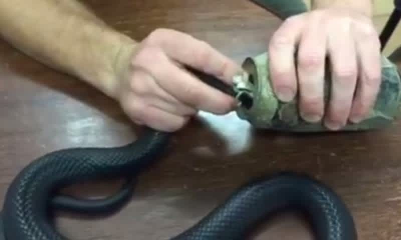 Video: Australian Man Rescues Venomous Snake from Tin Can