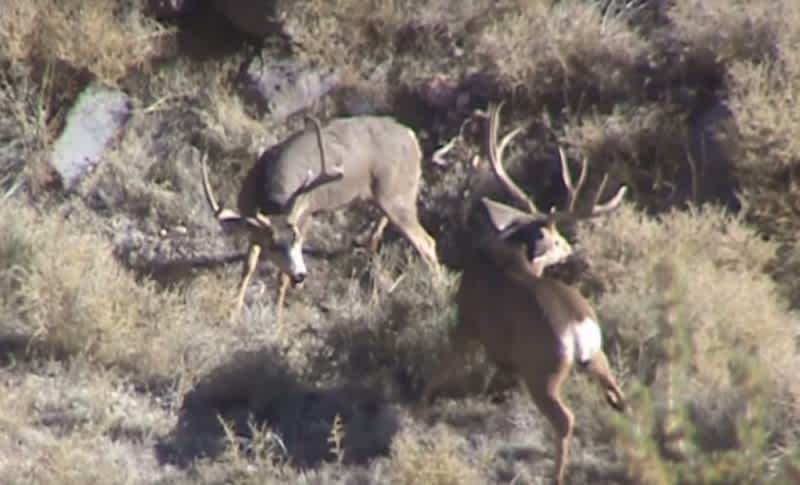 Video: Brutal Fight Between Two Mule Deer Bucks Ends in Fatality