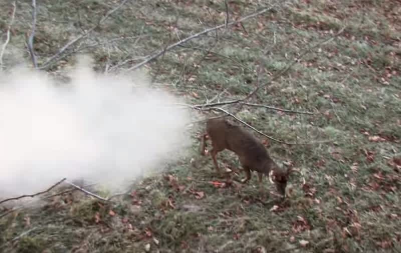 Video: Deer Shrugs Off Point-blank Muzzleloader Shot