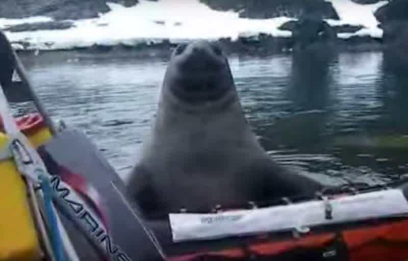 Video: Elephant Seal’s “Theft” of Boat Gets Hilariously Interrupted