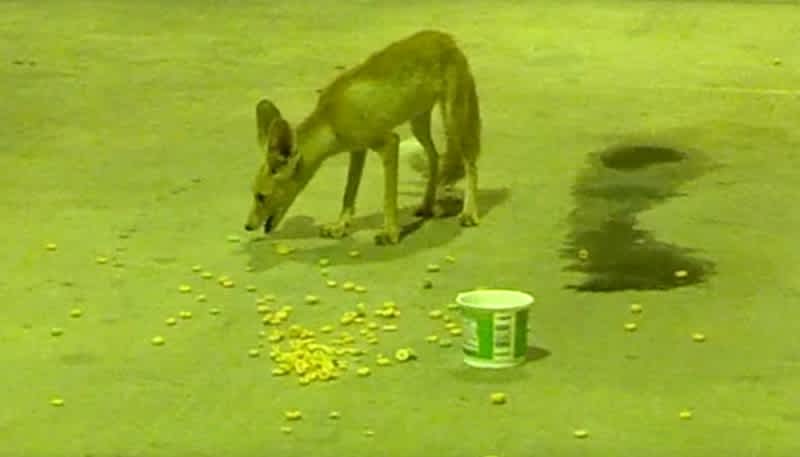 Video: Fox Steals a Bowl of Fruit Loops