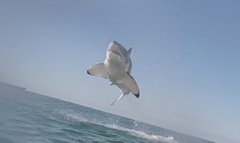 Video: Great White Does Its Best Impersonation of ‘Sharknado’