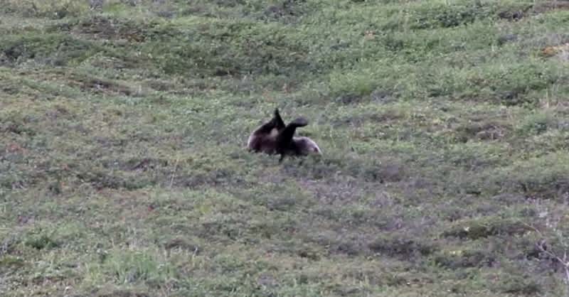 Video: Grizzly Thoroughly Enjoys Roll Down Hill in Denali National Park