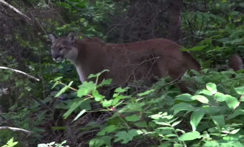 Video: Hiker Comes Face-to-face with Mountain Lion