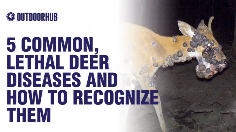 Video: How to Recognize 5 Common, Lethal Deer Diseases
