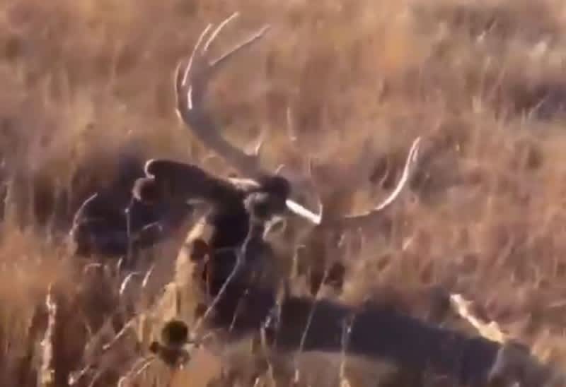 Video: Hunter Gets Close Enough to Bedded Mule Deer to Wake It Up