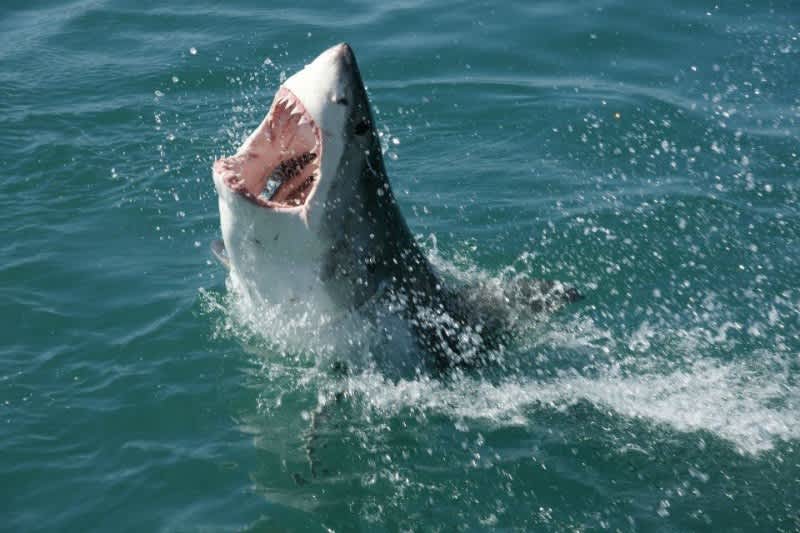 Video Captures Incredible Shark Attack on Angler’s Fish