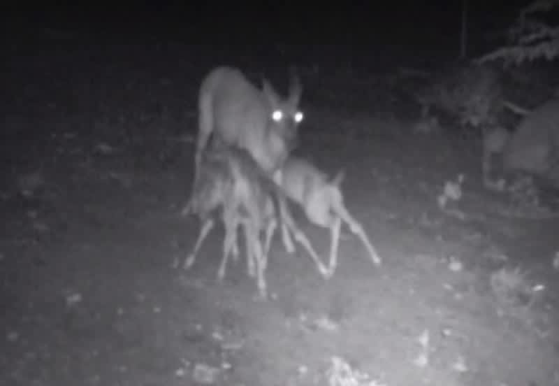 Video: Mama Deer Swarmed at Feeding Time by Fawns