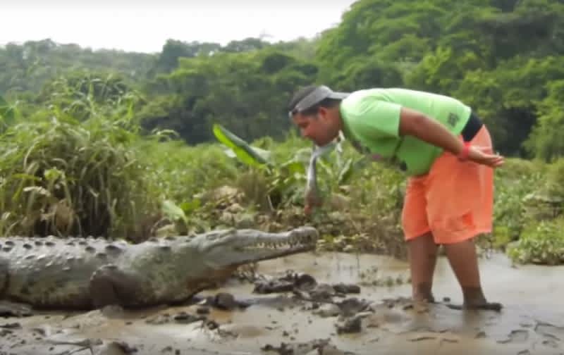Video: Man Feeds Crocodile with His Mouth