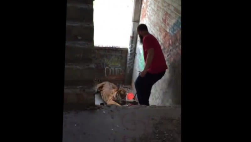 Video: Man Fends Off Tiger with Weed Wacker in Abandoned Detroit Building