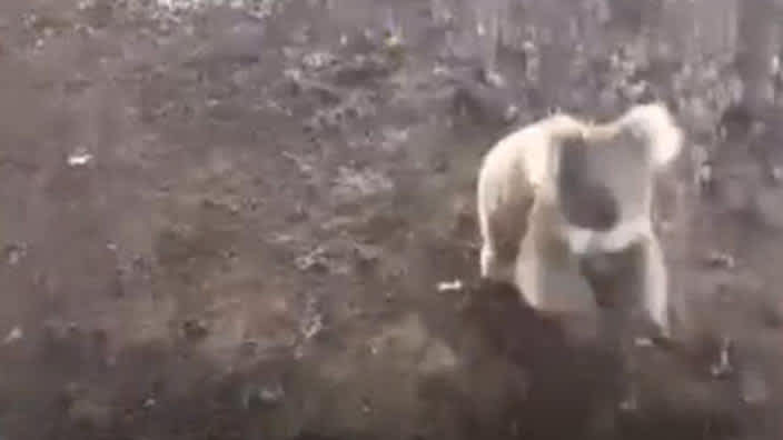 Video: Terrified Australian Woman Gets Chased by Koala
