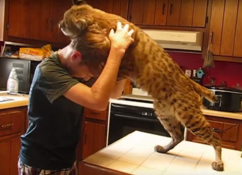 Video: Huge Bobcat Uses Boy as a Scratching Post