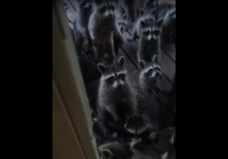 Video: This is What Happens When You Start Feeding Raccoons