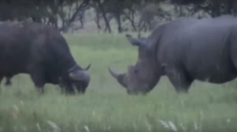 Video: White Rhino Fights Cape Buffalo in Territorial Clash