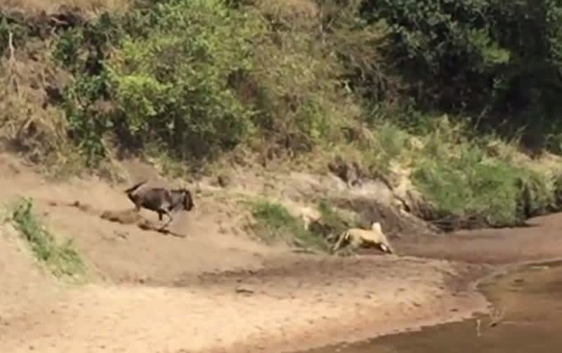 Video: Wildebeest Turns the Tables on Lion in Seconds