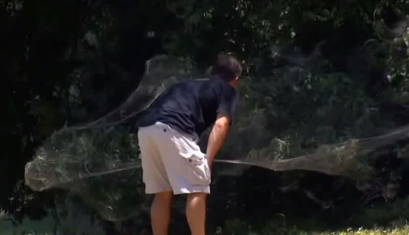 Visitors Shocked by Massive Spider Web Covering Texas Park