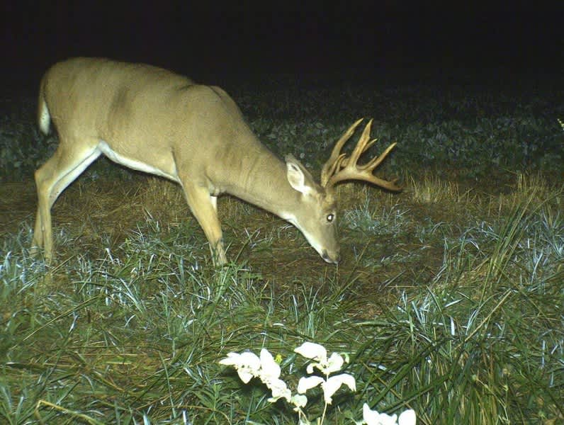 3 Top Opening-day Stand Sites for Mature Bucks