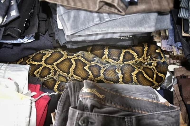 Florida Flea Market Shopper Finds 8-foot Python in Old Clothes