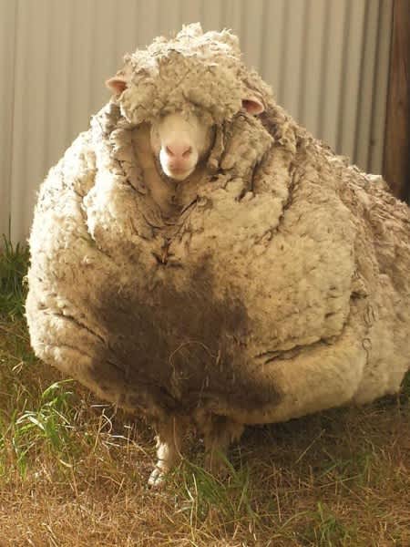 Giant Overgrown Sheep Found in Australia
