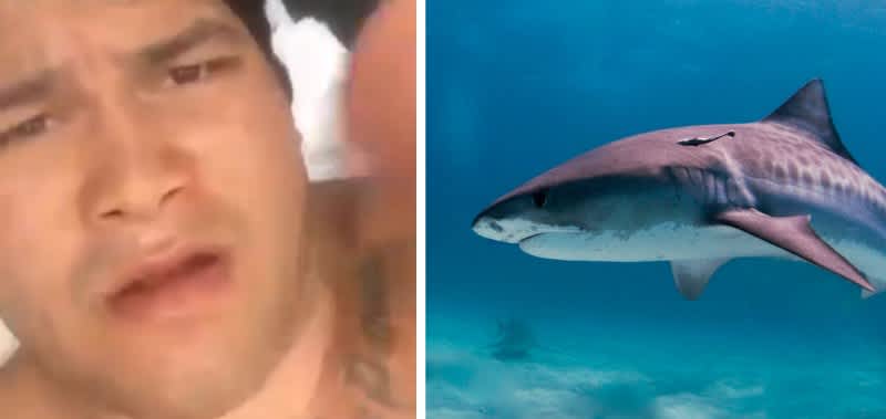 Hawaii Spearfisherman Bitten by Shark, Punches It to Escape