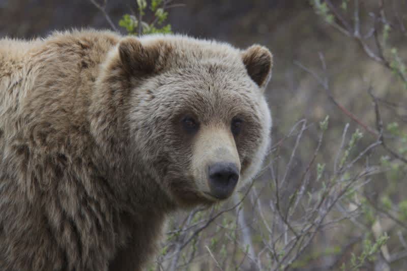 Hunters Fight Off Grizzlies in Two Separate British Columbia Attacks