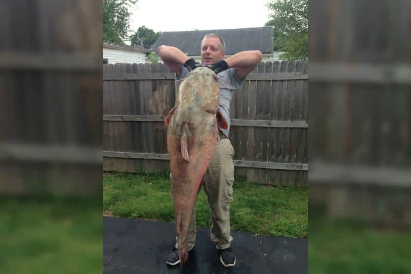 Illinois Angler Catches, Releases Potential State Record Flathead Catfish