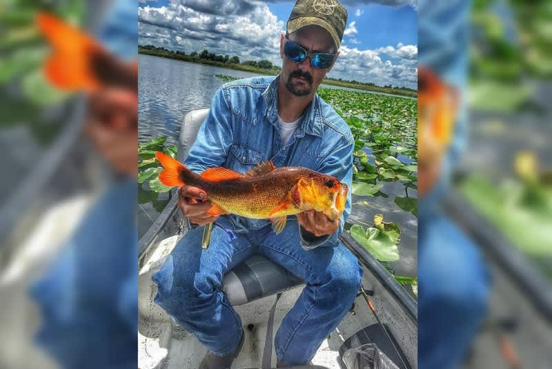 Incredibly Rare Orange Largemouth Bass Caught in Florida