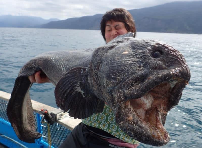 Japanese Angler Catches Giant Wolffish near Fukushima