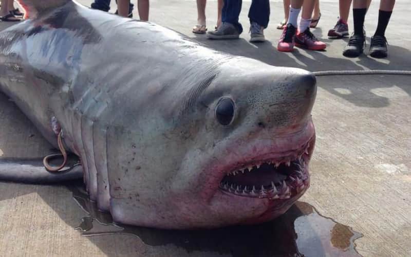 Massachusetts Family Catches 483-pound Porbeagle Shark