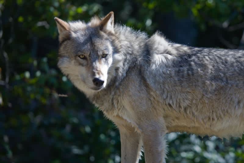 Michigan DNR Confirms Presence of Wolf in Lower Peninsula
