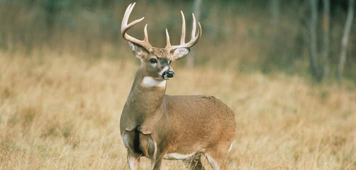 Officials Close Largest Deer Trafficking Case in US History