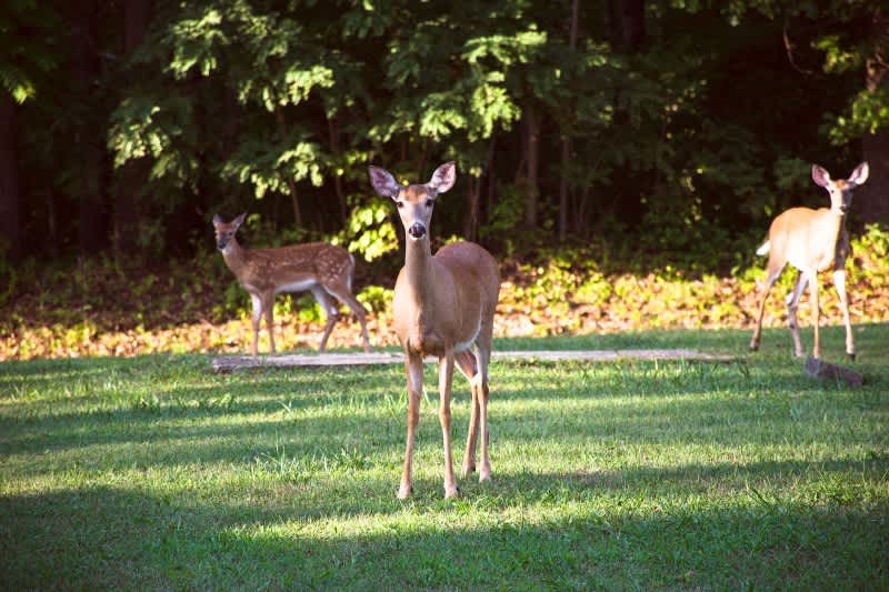 Ohio Officer Embroiled in Controversy after Shooting Deer on Church Lawn