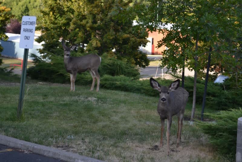 Oregon Town Complains of “Aggressive” Deer