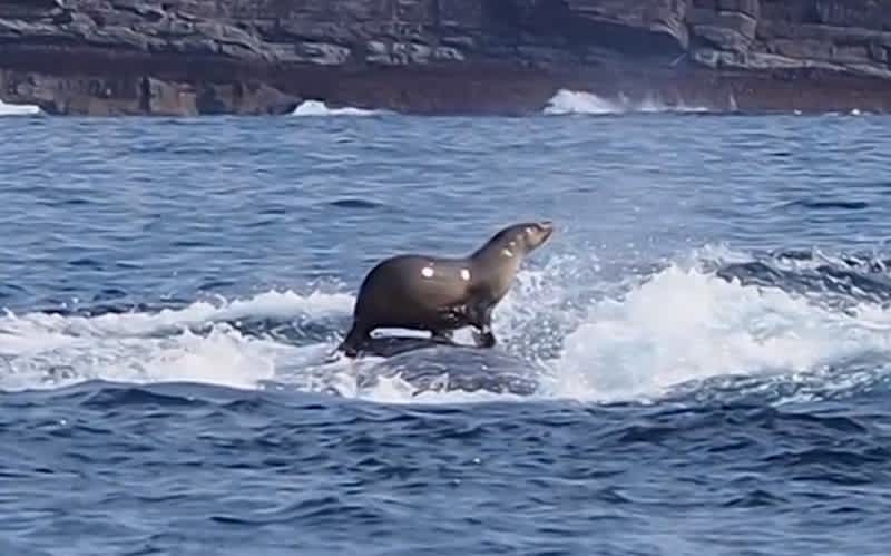 Photo: Seal Rides Whale off Australian Coast
