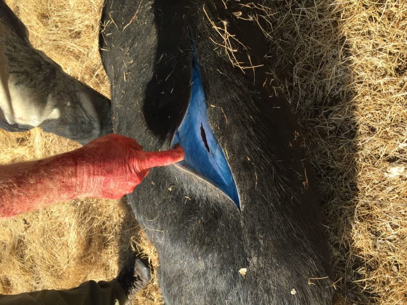 Photos: Wild Pig with Mysterious Blue Fat Found in California