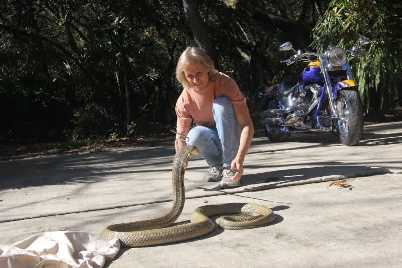 Police: 8-foot King Cobra on the Loose in Orlando