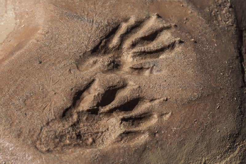 Quiz: Can You Correctly Identify These 10 Wildlife Tracks?