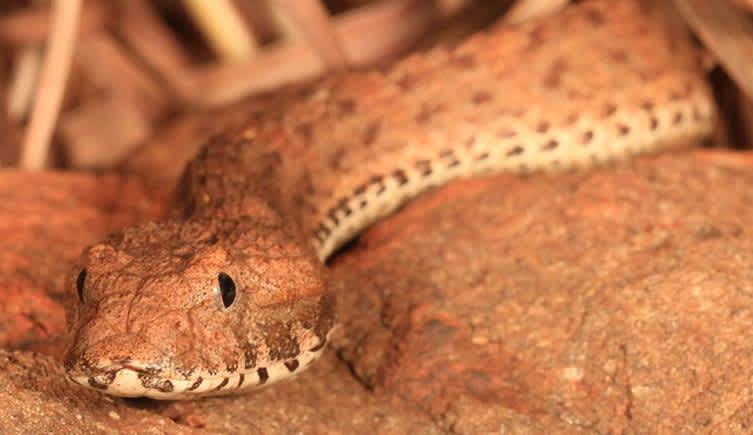 Scientists Discover New Species of Extremely Venomous Death Adder