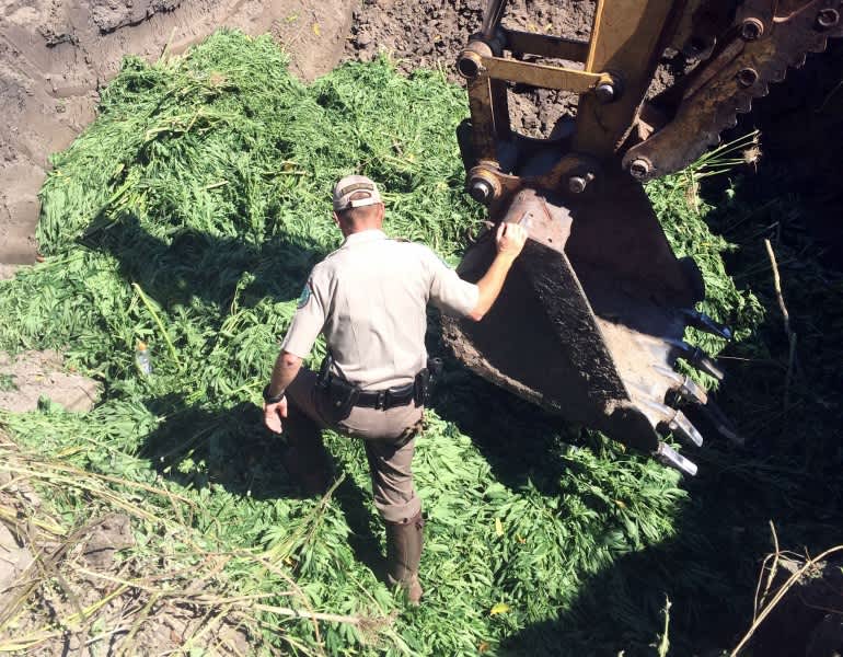 Texas Hog Hunters Discover Sprawling $6 Million Weed Farm