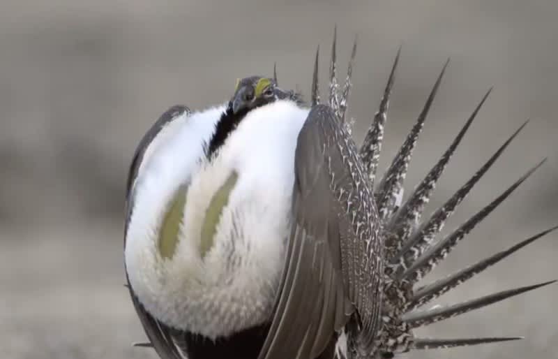 USFWS Decides to Keep Greater Sage-grouse Off Endangered List