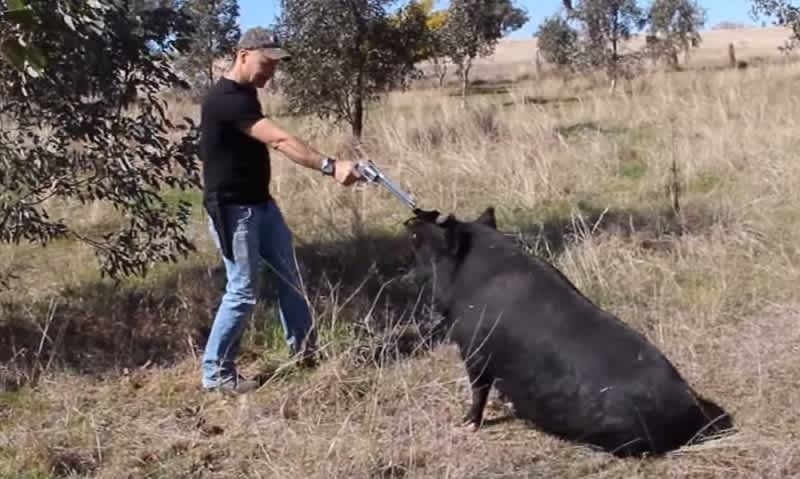 Video: Wild Boar Learns to Respect .460 S&W Magnum