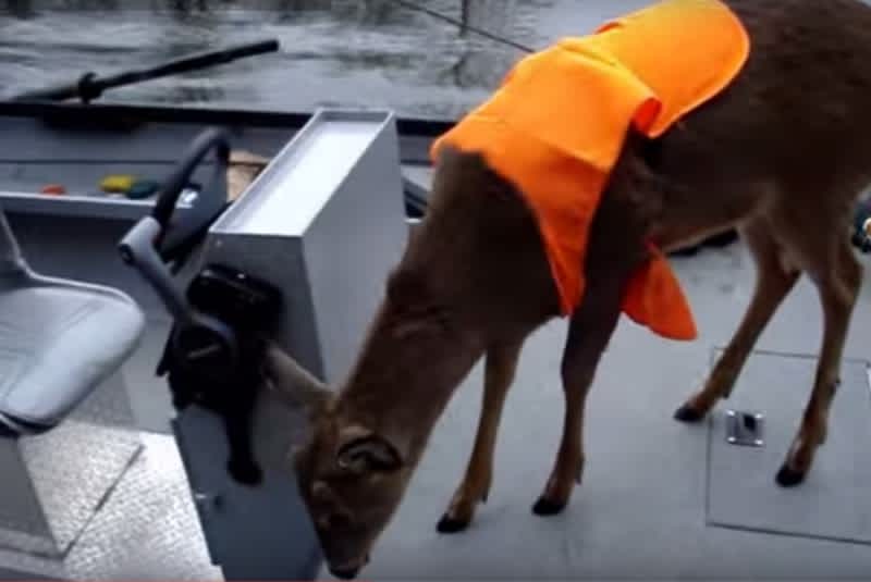 Video: Anglers Mistake Deer with Vest for Hunter