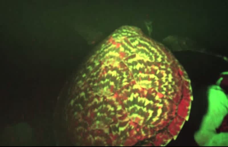 Video: Biologists Discover First “Glow-in-the-dark” Sea Turtle