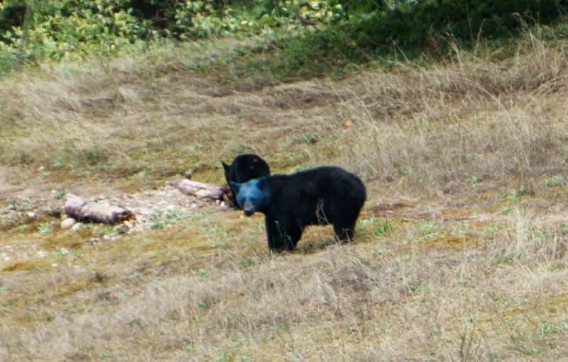 Video: Blue-headed Black Bear Spotted in Canada