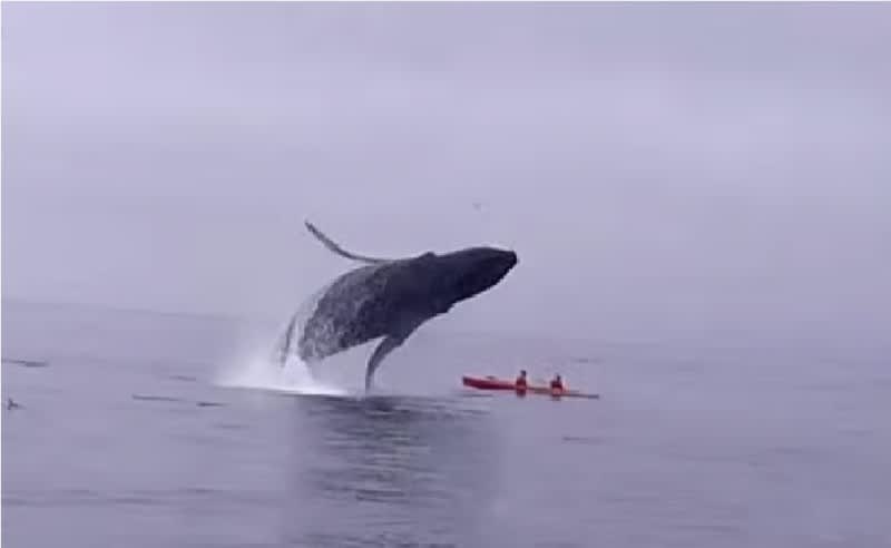 Video: Breaching 40-ton Whale Nearly Crushes Kayakers
