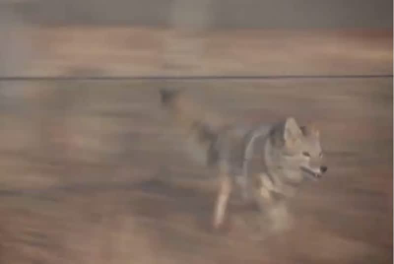 Video: Coyote Tackles Hunter Head-on
