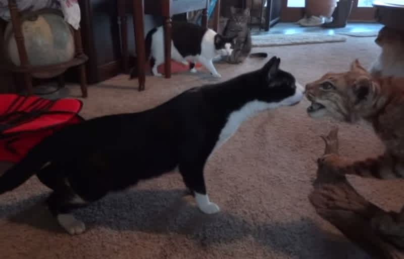 Video: House Cats Can’t Figure Out Whether Stuffed Bobcat is Alive