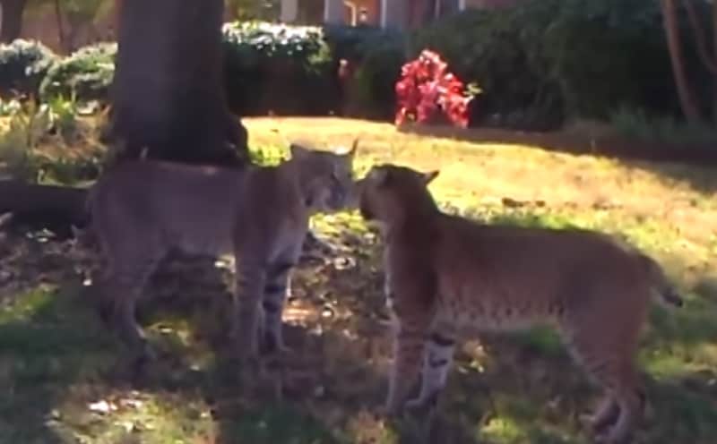 Video: How Angry Bobcats Communicate