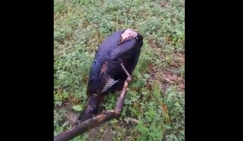 Video: How to Sneak Up on a Sleeping Turkey
