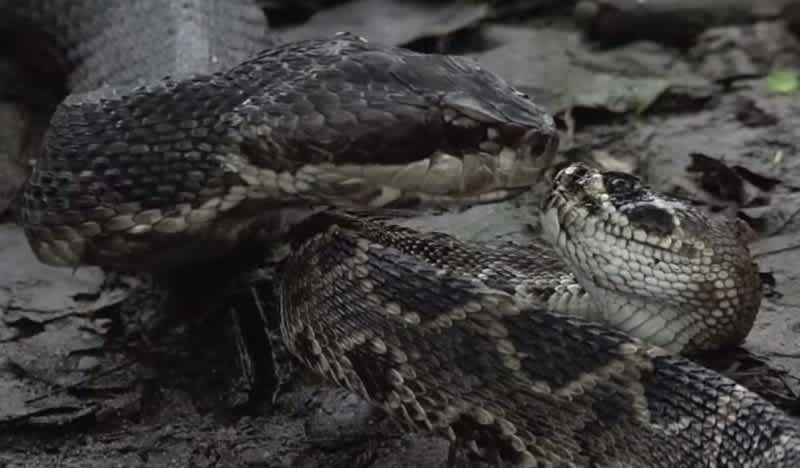 Video: Massive Cottonmouth Wrestles Rattlesnake